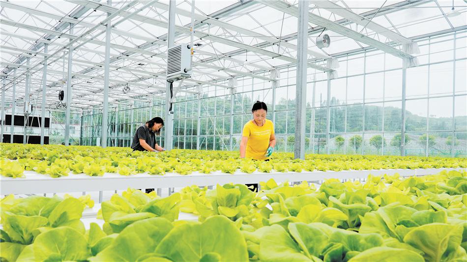 2026年淳化县今日菜价最新消息，智能农业时代下的市场平稳运行