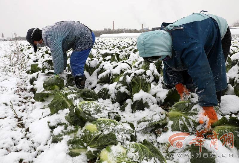兴平今日菜价最新消息，2026年春季市场动态与民生观察