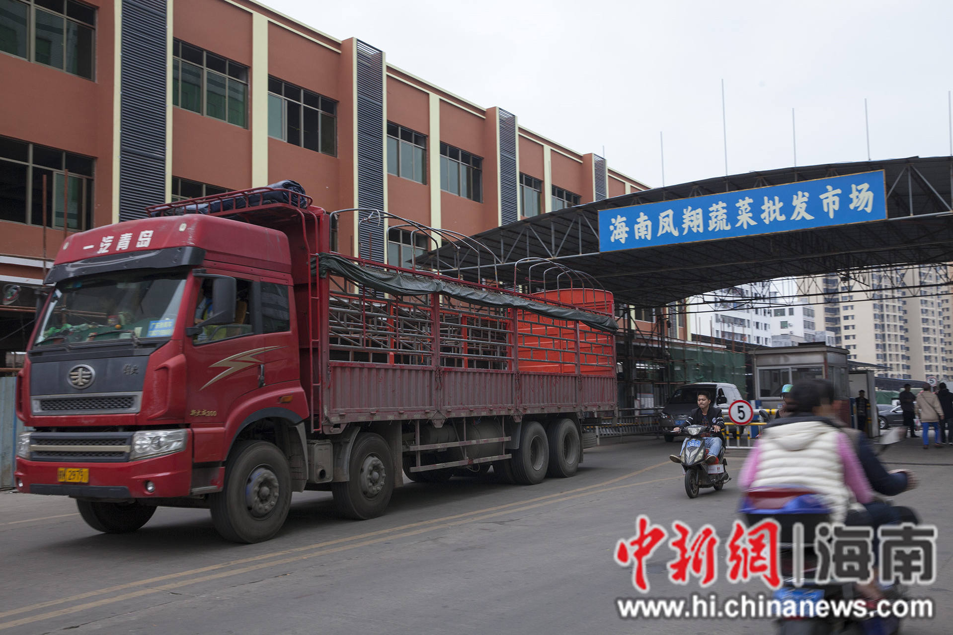 凤翔县今日菜价最新消息，2026年市场动态与价格分析