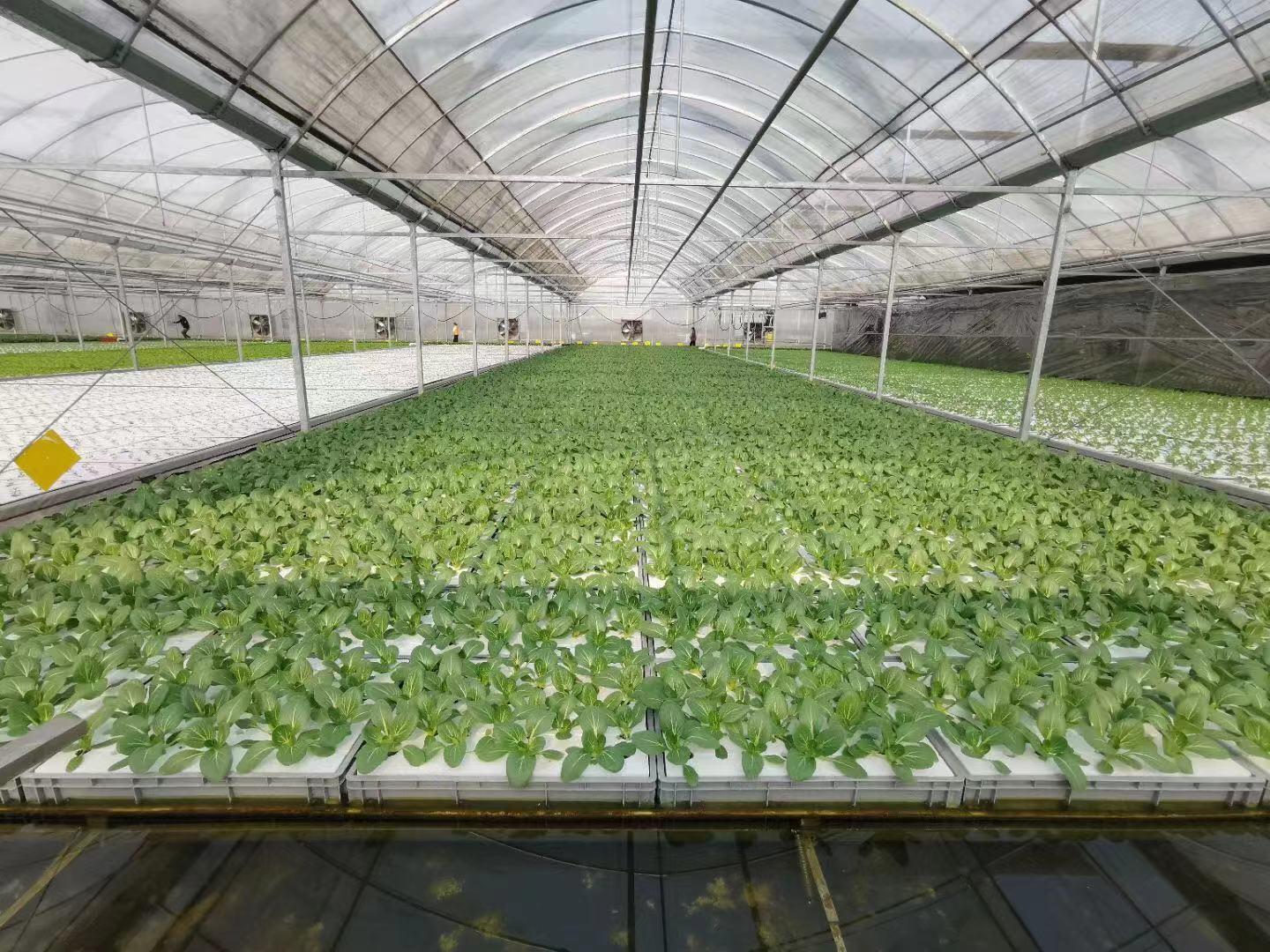 新城区今日菜价最新消息，2026年智慧菜篮子与气候波动下的价格透视