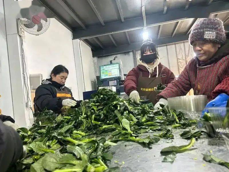 2026年4月22日林芝县菜价更新，本地春菜上市，部分蔬菜价格回落