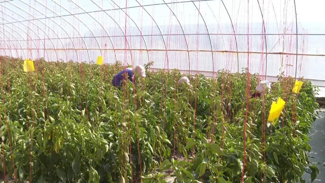 改则县今日菜价最新消息，2026年高原菜篮子价格趋于稳定，本地种植占比提升