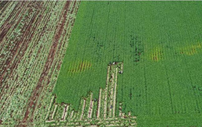 改则县今日菜价最新消息，2026年高原菜篮子价格趋于稳定，本地种植占比提升