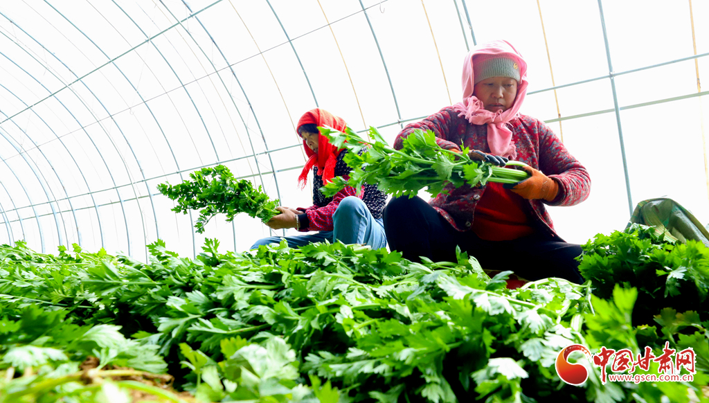 日土县今日菜价最新消息，2026年高原菜篮子稳中有降，民生供应持续优化