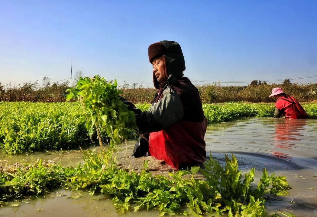 革吉县今日菜价最新消息，高原秋菜上市，部分蔬菜价格回落