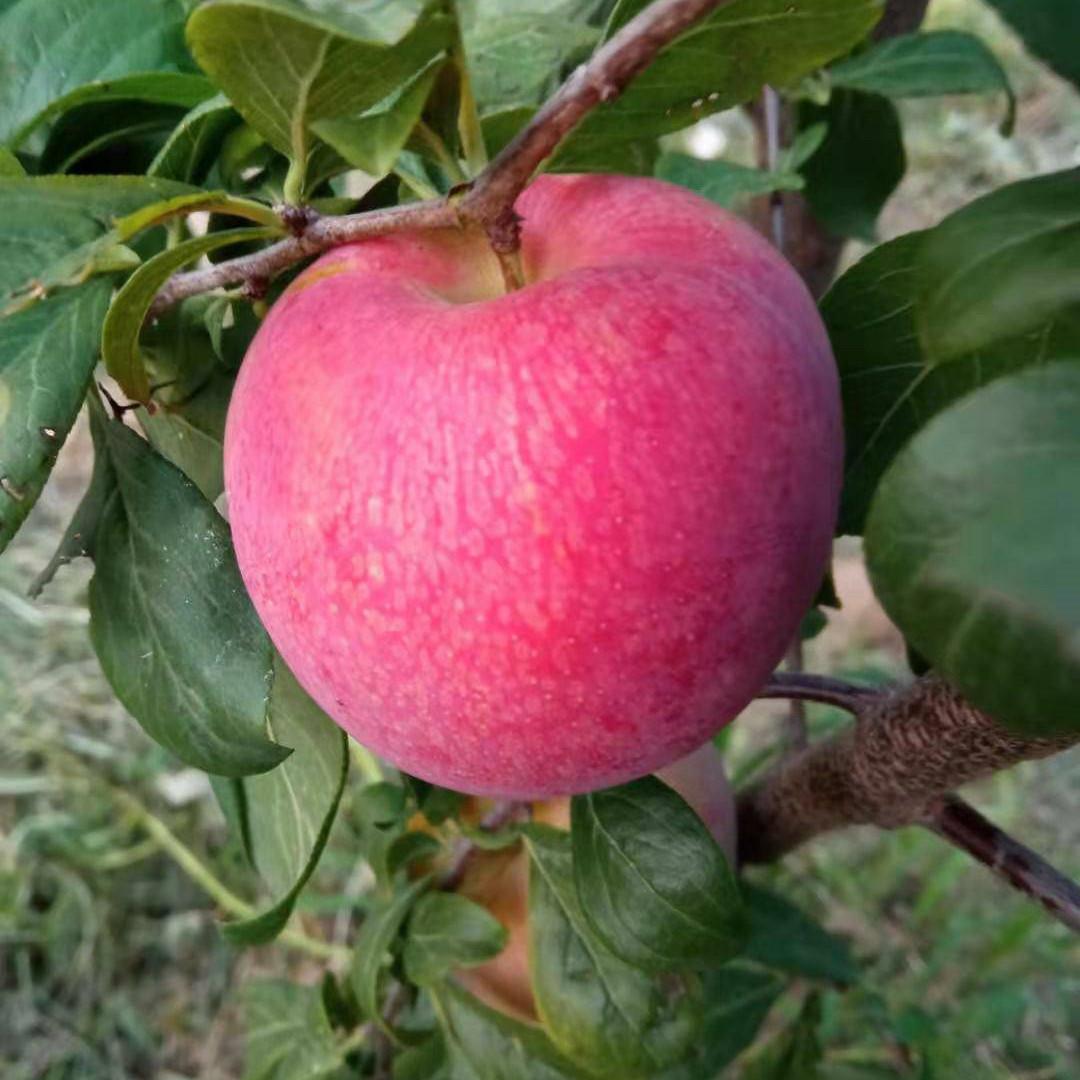 杏子十大品种2025年排行榜前十名榜单出炉