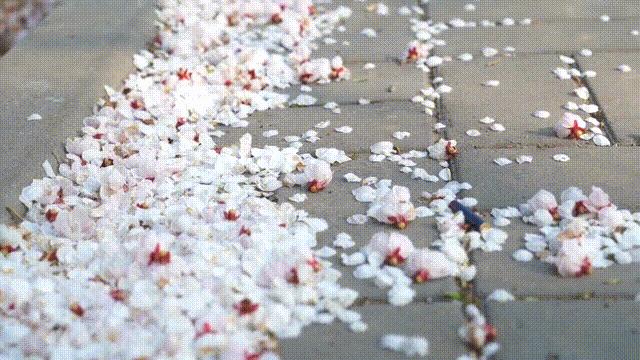 杏子十大品种2025年排行榜前十名榜单出炉