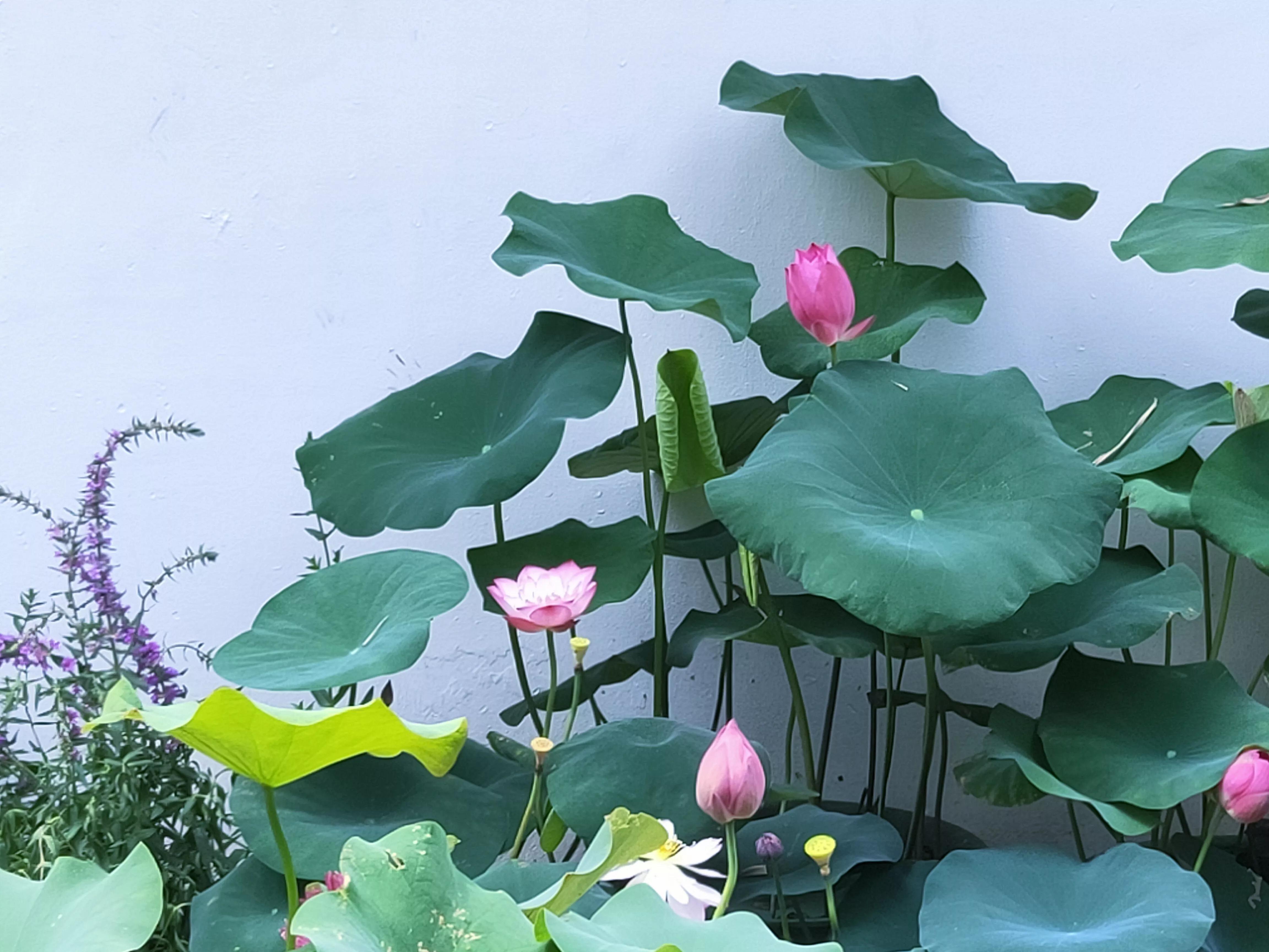 深圳十大赏荷花好去处2025年排行榜前十名榜单出炉