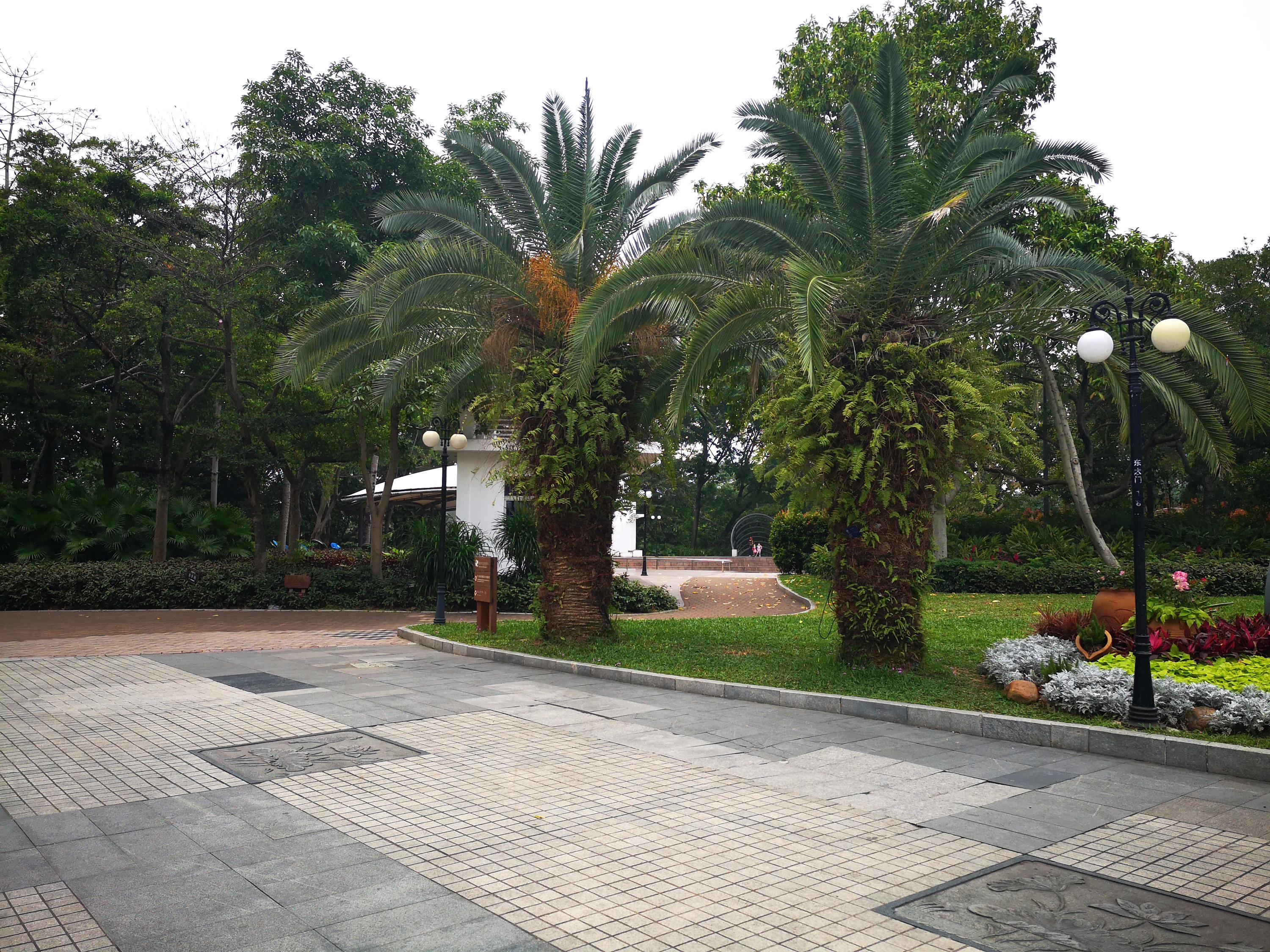 深圳十大赏荷花好去处2025年排行榜前十名榜单出炉