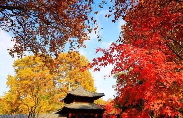 江苏十大赏红叶好去处2026年本年度热度口碑双榜对比