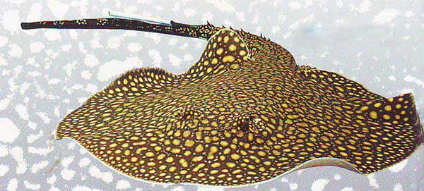 十大最漂亮的魟鱼品种2026年本年度热度口碑双榜对比